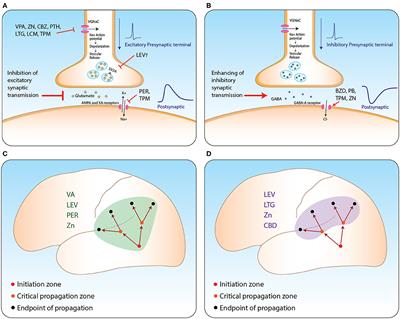 Frontiers The Effect of Anti seizure Medications on the